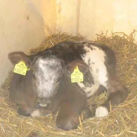 Funerhof Apartment Innsbruck