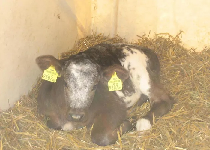 Funerhof Apartman Innsbruck